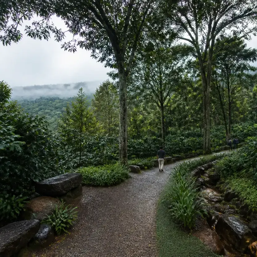 Prestige Chikmagalur, artistic impression A trail through coffee country under the trees